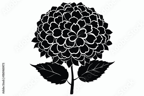 hydrangea silhouette line art vector illustration with a white background