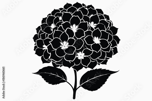 hydrangea silhouette line art vector illustration with a white background