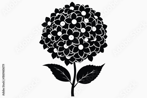 hydrangea silhouette line art vector illustration with a white background