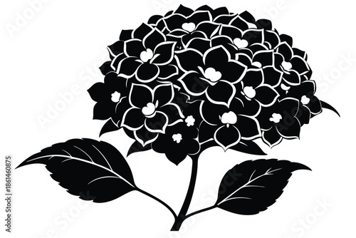 hydrangea silhouette line art vector illustration with a white background