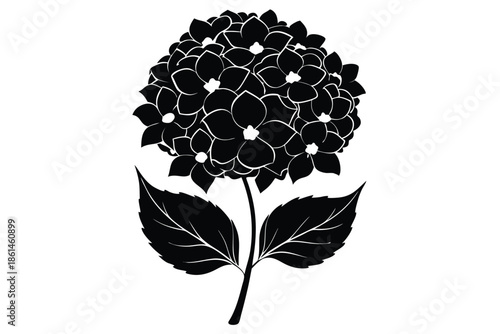 hydrangea silhouette line art vector illustration with a white background