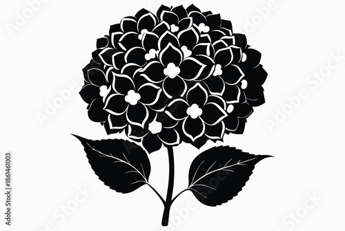 hydrangea silhouette line art vector illustration with a white background