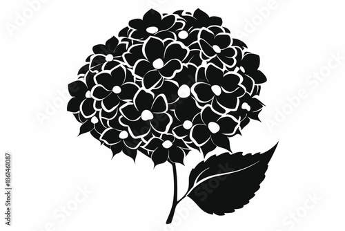 hydrangea silhouette line art vector illustration with a white background