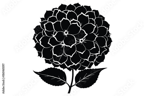 hydrangea silhouette line art vector illustration with a white background