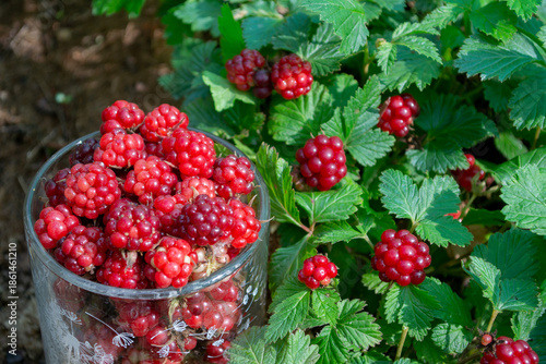 Fresh arctic raspberry (Rubus arcticus) harvested in the garden