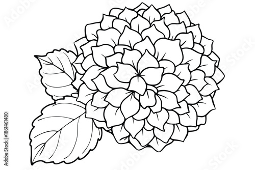 hydrangea silhouette line art vector illustration with a white background