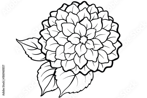 hydrangea silhouette line art vector illustration with a white background