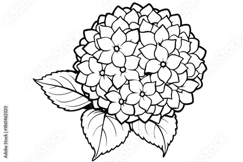 hydrangea silhouette line art vector illustration with a white background