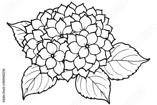 hydrangea silhouette line art vector illustration with a white background