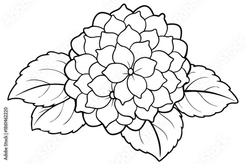 hydrangea silhouette line art vector illustration with a white background