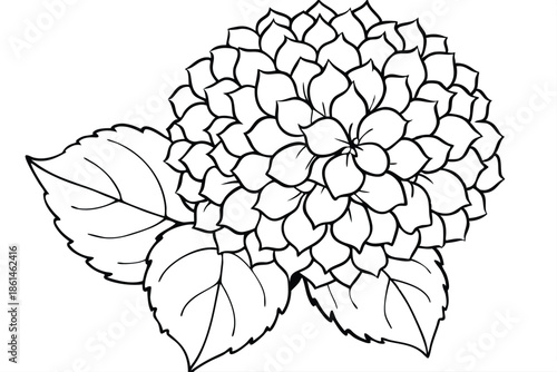 hydrangea silhouette line art vector illustration with a white background