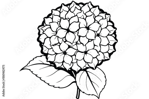 hydrangea silhouette line art vector illustration with a white background