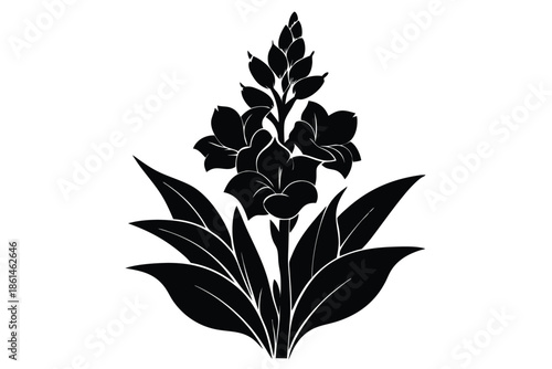 gladiolus silhouette line art vector illustration with a white background