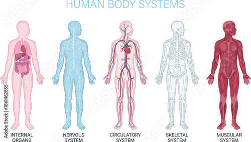 Human body systems anatomy illustration, internal organs nervous circulatory skeletal muscular systems, medical education infographic vector isolated design