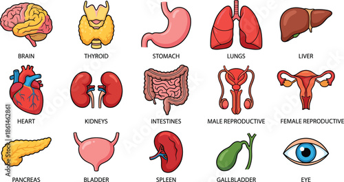 Human body organs illustration, anatomy medical icons set, brain heart lungs liver kidneys digestive reproductive system, healthcare education vector design