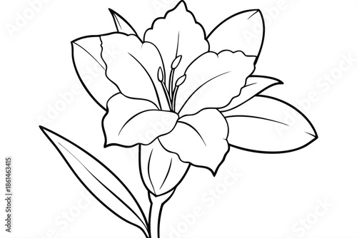 gladiolus silhouette line art vector illustration with a white background
