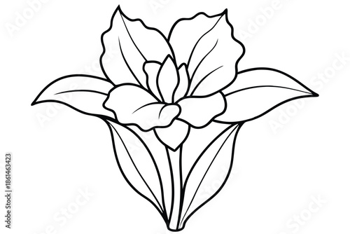 gladiolus silhouette line art vector illustration with a white background