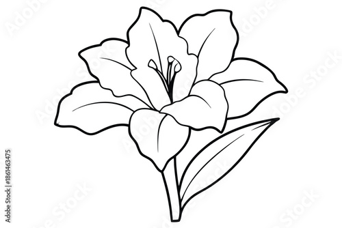 gladiolus silhouette line art vector illustration with a white background