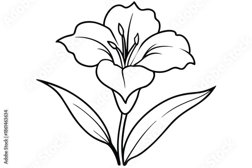 gladiolus silhouette line art vector illustration with a white background
