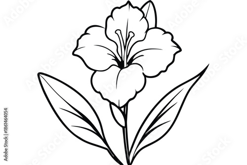 gladiolus silhouette line art vector illustration with a white background