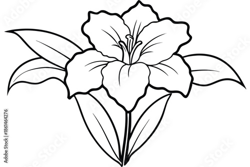 gladiolus silhouette line art vector illustration with a white background