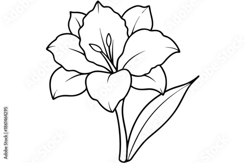 gladiolus silhouette line art vector illustration with a white background