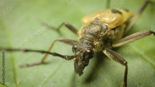 Wallpaper Mural Close-up of Pachyta quadrimaculata, a longhorn beetle in its natural environment. Torontodigital.ca