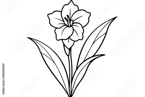 gladiolus silhouette line art vector illustration with a white background