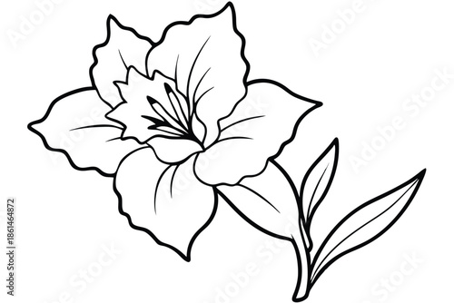 gladiolus silhouette line art vector illustration with a white background