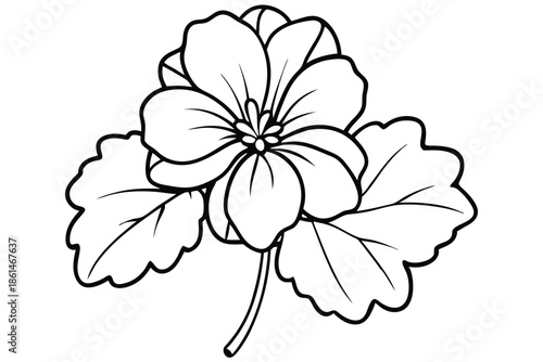 geranium silhouette line art vector illustration with a white background