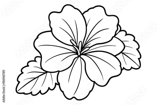 geranium silhouette line art vector illustration with a white background