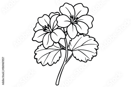 geranium silhouette line art vector illustration with a white background