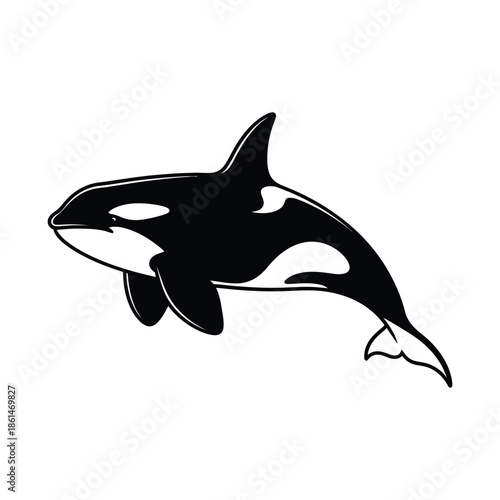 Orca or killer whale vector illustration isolated on white background.