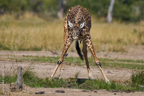 Vászonkép Thornicroft giraffe (Giraffa camelopardalis thornicrofti) drinking from a pool i