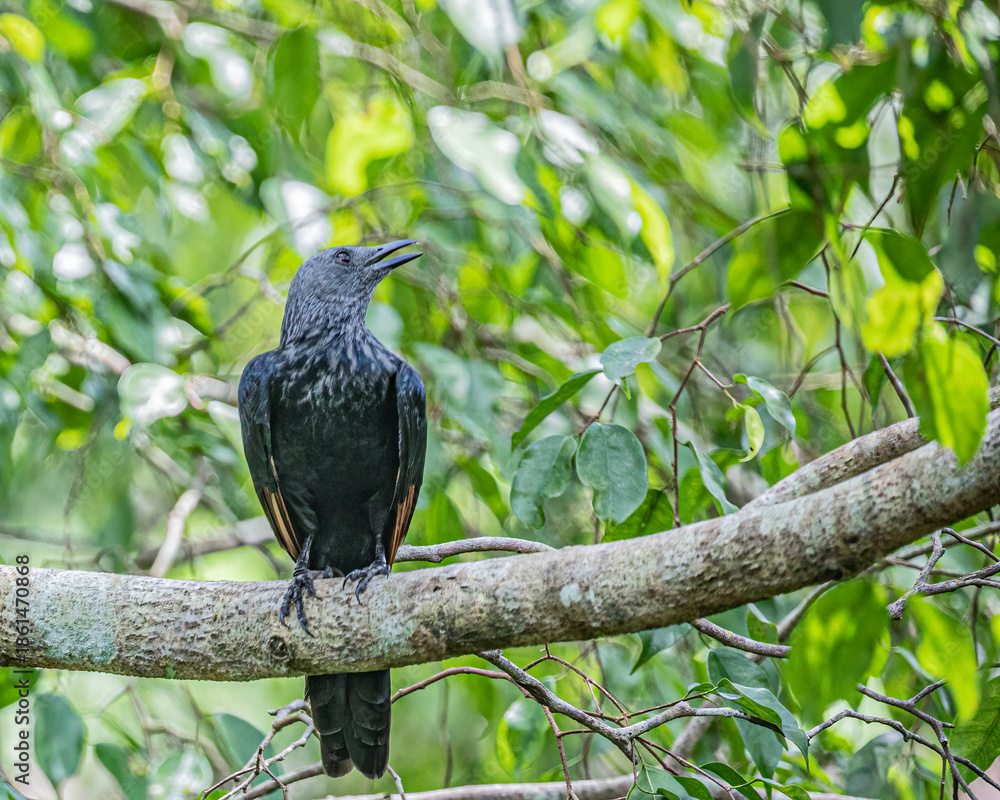 Obraz premium Red Winged Starling