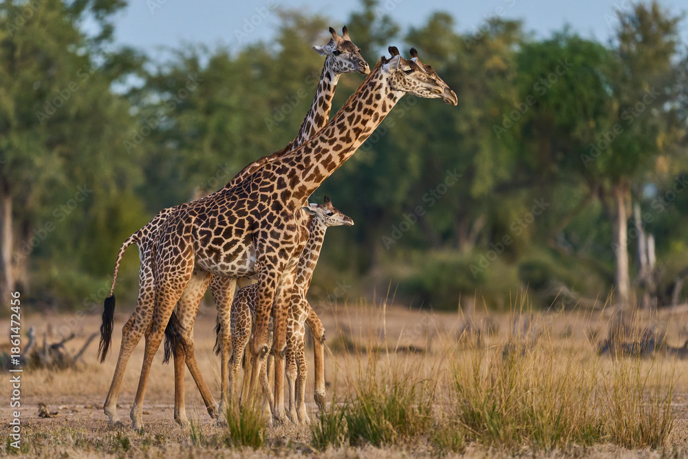 Obraz premium Group of Thornicroft giraffe (Giraffa camelopardalis thornicrofti) with young in South Luangwa National Park, Zambia