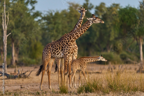 Group of Thornicroft giraffe (Giraffa camelopardalis thornicrofti) with young in South Luangwa National Park, Zambia