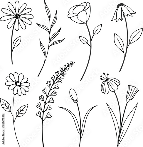 Flower, plant, herb, botanical, floral, nature, leaf, spring, wild, garden, bloom, branch, decoration, sketch, drawing