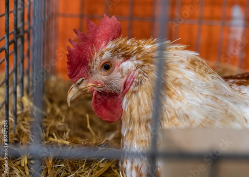 Close-up of a white and brown chicken in a wire cage. 