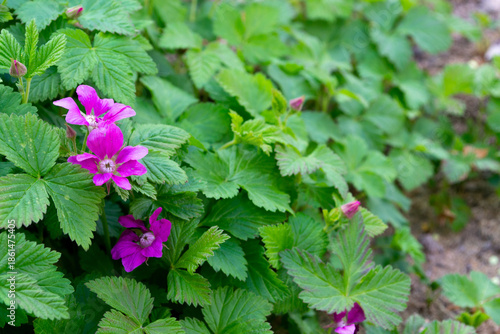 Blooming arctic raspberry (Rubus arcticus) with pink flowers and green leaves