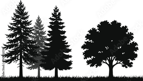 Silhouette of tall trees and oak tree, set against a white background, showing natural growth and outdoor beauty