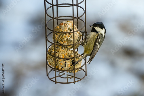 Foto Coal tit (Periparus ater) at a bird feeder with fat balls