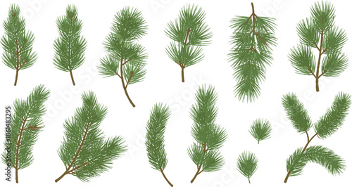 Various Pine Tree Branches on White Background green leaves nature plants