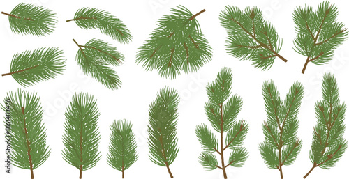 Various Pine Tree Branches with Green Needles on White Background pine branches foliage