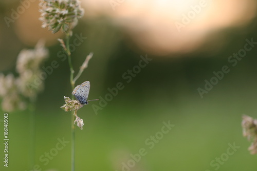 una farfalla licenide al tramonto