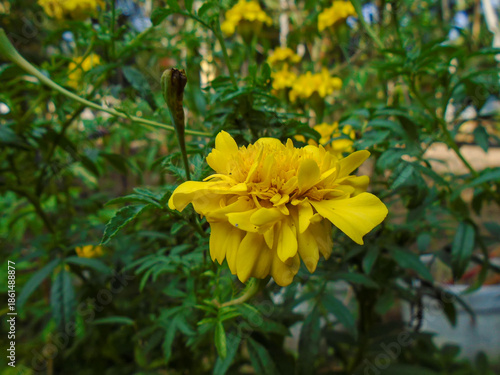 Close-Up Nature Photography. This beautiful marigold displays its bright yellow petals, a cheerful sight in any garden. Bright Yellow Marigold Flower in Garde	