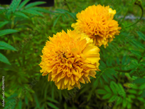 Close-Up Nature Photography. This beautiful marigold displays its bright yellow petals, a cheerful sight in any garden. Bright Yellow Marigold Flower in Garde