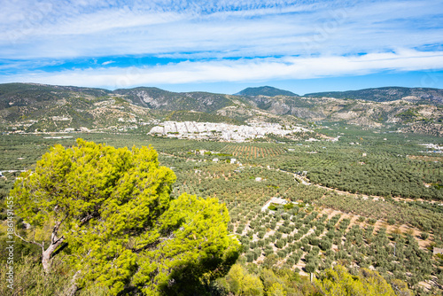 Wallpaper Mural Vast olive groves stretching across the Gargano hills with a distant white town, Apulia, Italy Torontodigital.ca