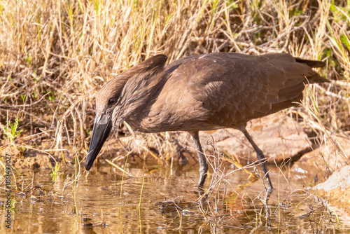 Hamerkop (Scopus umbretta) fishing in stream near Swellendam, Western Cape, South Africa