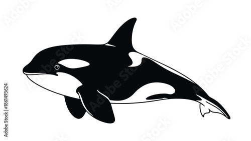 Majestic ocean predator illustration with striking black and white patterns capturing marine power